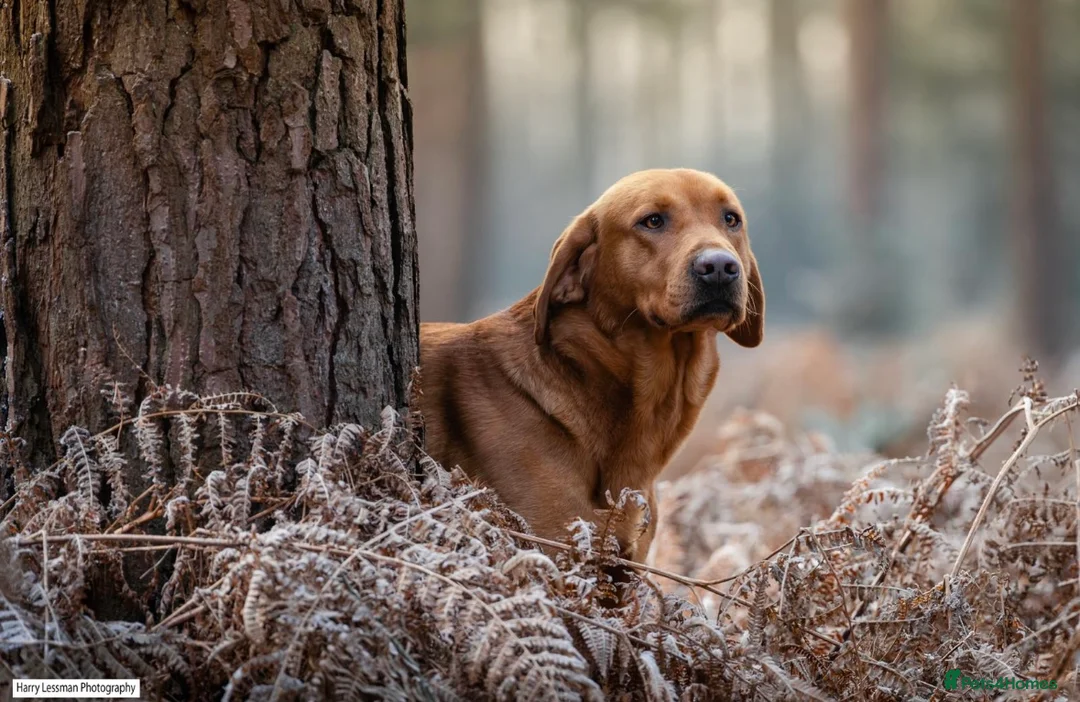 Labrador Retriever dogs for sale: Fox Red Labrador Puppies - Advert 13