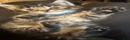 Mixed Breed cats for sale: Beautiful 🐈‍⬛ kittens x - Advert 14