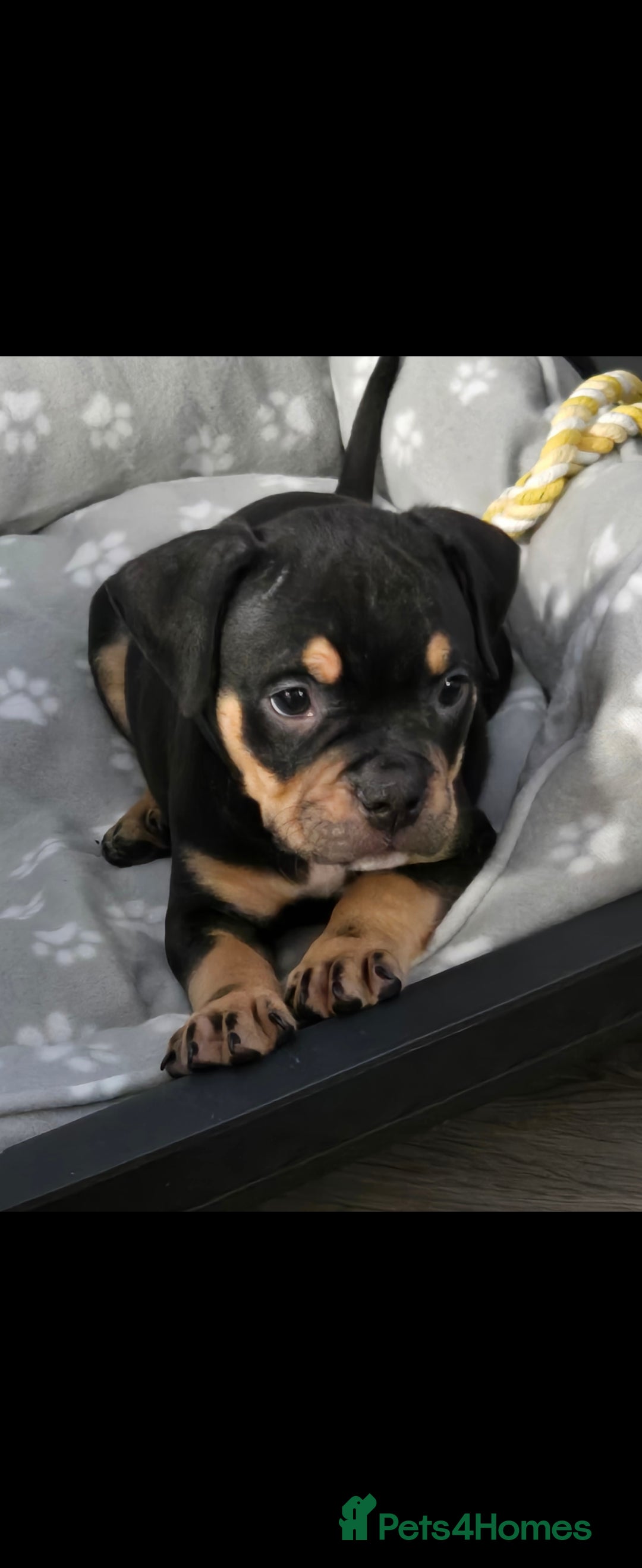 Mixed Breed dogs for sale: Pocket Bully - Advert 1