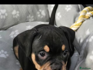 Mixed Breed dogs Pocket Bully - Advert 1