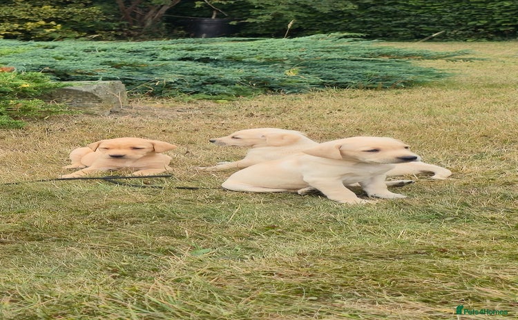 Labrador Retriever dogs - Advert 4