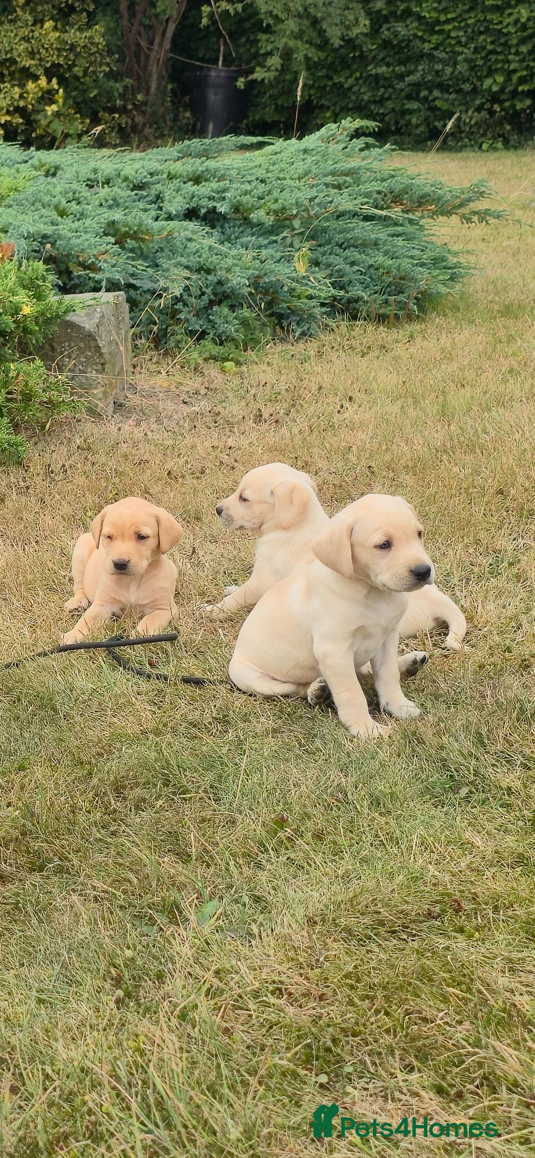 Labrador Retriever dogs for sale: Labrador Retriever Puppies - Image 1