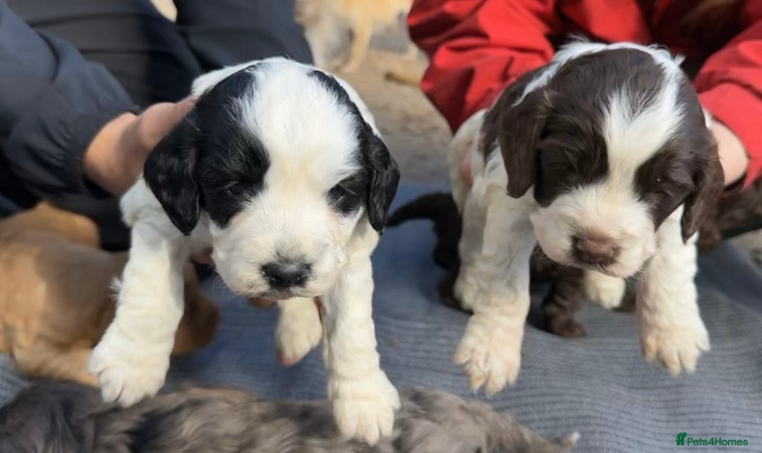 Cockapoo dogs for sale: F1BB Cockapoo Pups  - Image 10