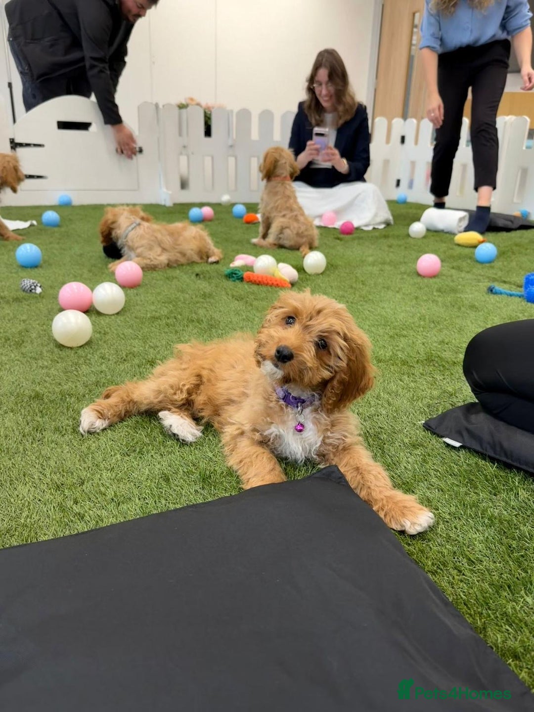 Cockapoo dogs for sale: 🐾STUNNING F1 COCKERPOOS REG BREEDER🐾 - Image 7