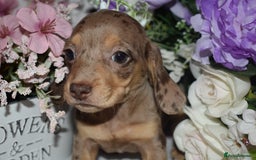 Miniature Dachshund dogs for sale: KC Smooth Coat Miniature Dachshunds - Image 8