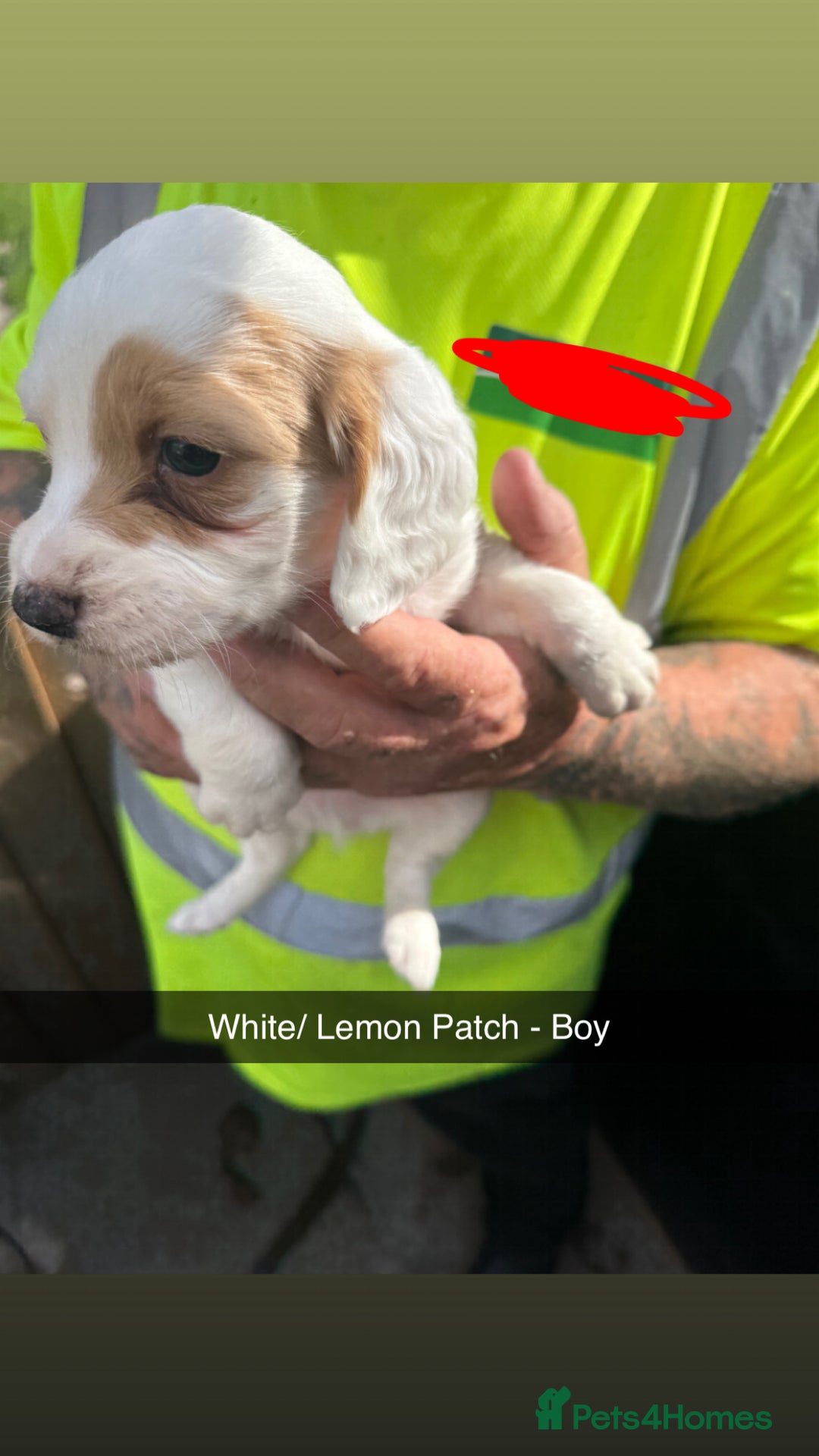 Cocker Spaniel dogs for sale: Cocker spaniel puppies  - Image 2