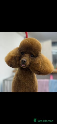 Gallery Image {{count}}