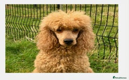 Cockapoo dogs for sale: Adorable Cockapoo puppies waiting for You!  - Image 19