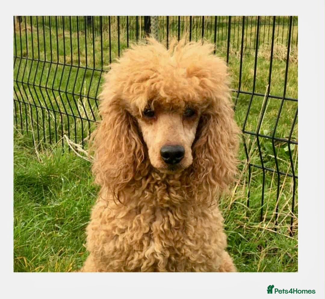 Cockapoo dogs for sale: Adorable Cockapoo puppies waiting for You!  - Image 19
