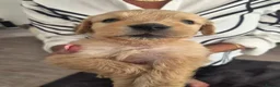 Goldendoodle dogs for sale: Beautiful strong puppy’s  - Advert 10