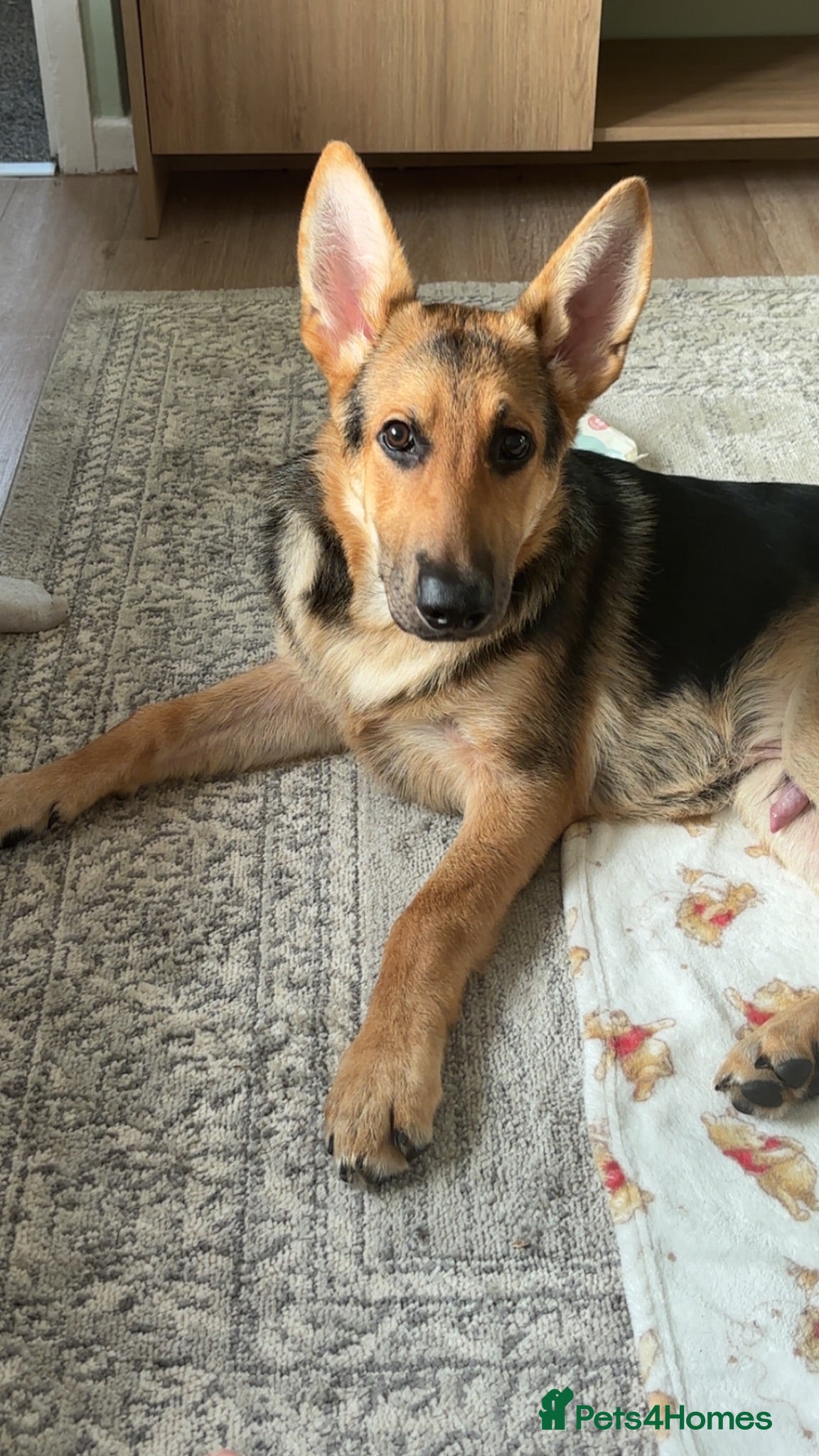 German Shepherd dogs 14 week old German shepherd  - Advert 8