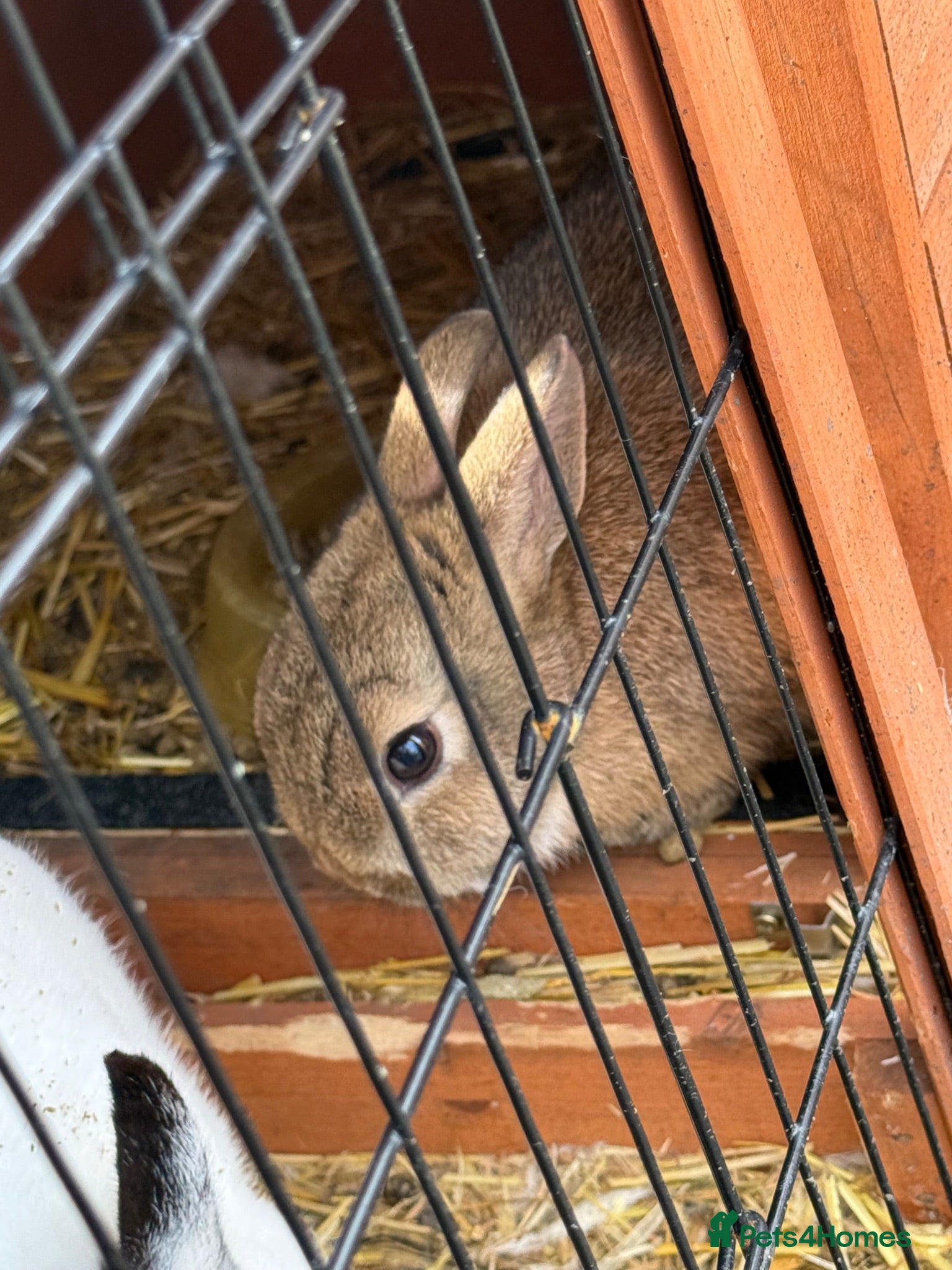 Netherland Dwarf rabbits Netherland dwarf last baby - Advert 9
