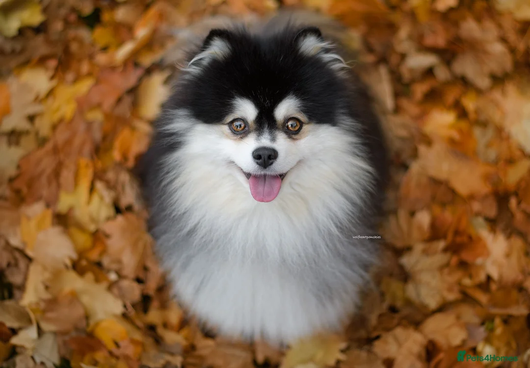 Pomsky dogs for stud: F2 4.5kg Russian Imported Pomsky for Stud - Advert 2