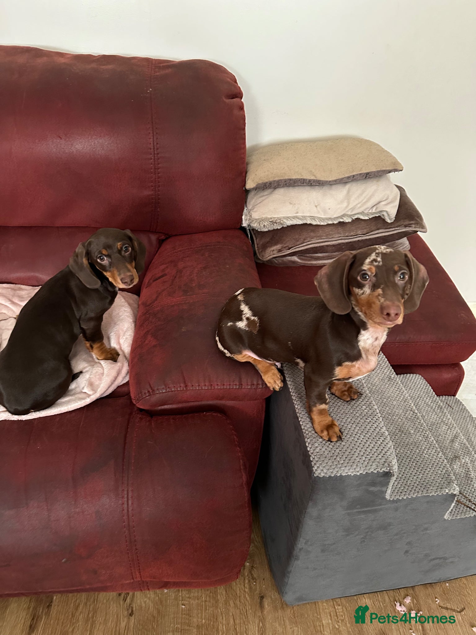 Dachshund dogs for sale: dachshund boy & girl 5 months - Advert 6