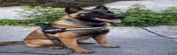 Belgian Shepherd Dog dogs for sale: Belgian malinois  - Advert 14