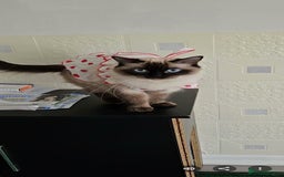 Ragdoll cats for sale: Beautiful adorable Ragdoll kittens.  - Image 9