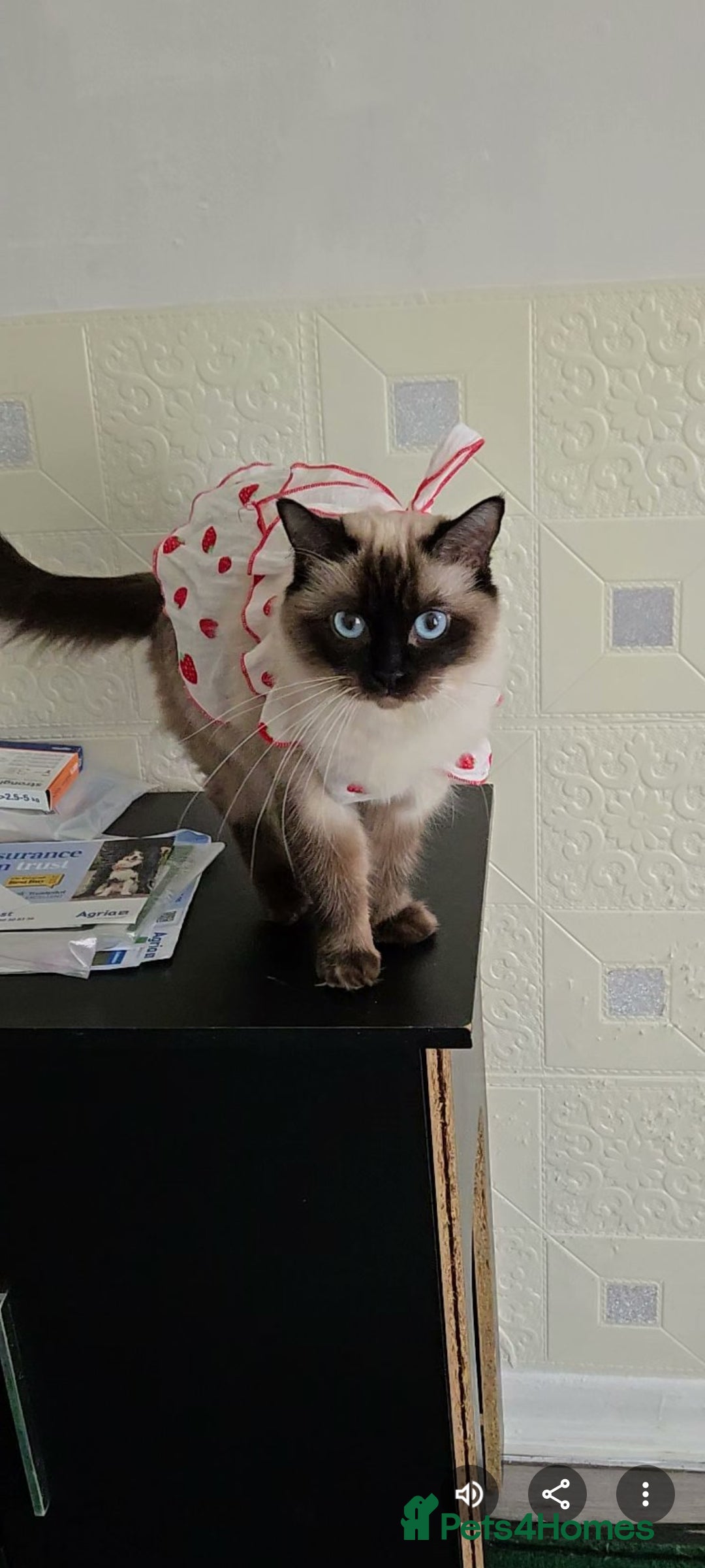 Ragdoll cats for sale: Beautiful adorable Ragdoll kittens.  - Image 9
