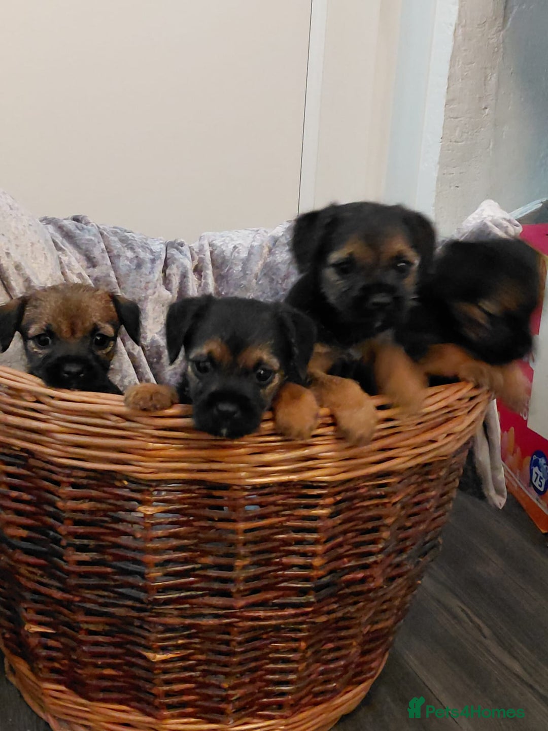 Border Terrier dogs for sale: 4 beauty looking for forever homes - Advert 2