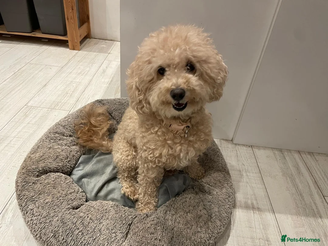 Maltipoo dogs for sale: maltese and malipoo  - Advert 2