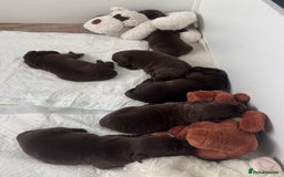Labrador Retriever dogs for sale: 5 Stars 🌟 Chocolate Labradors  🌟  - Image 18