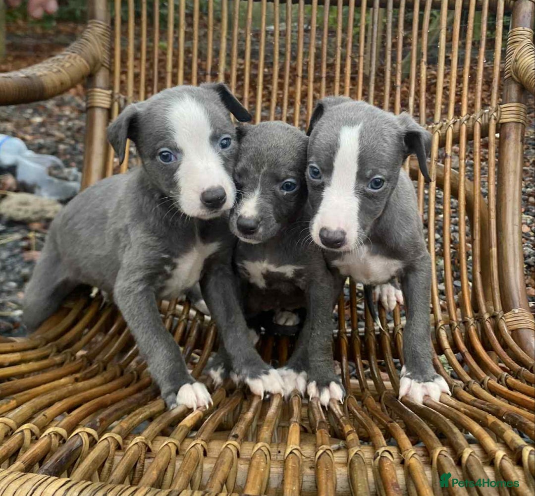 Whippet dogs for sale: Stunning whippet pups - Advert 13