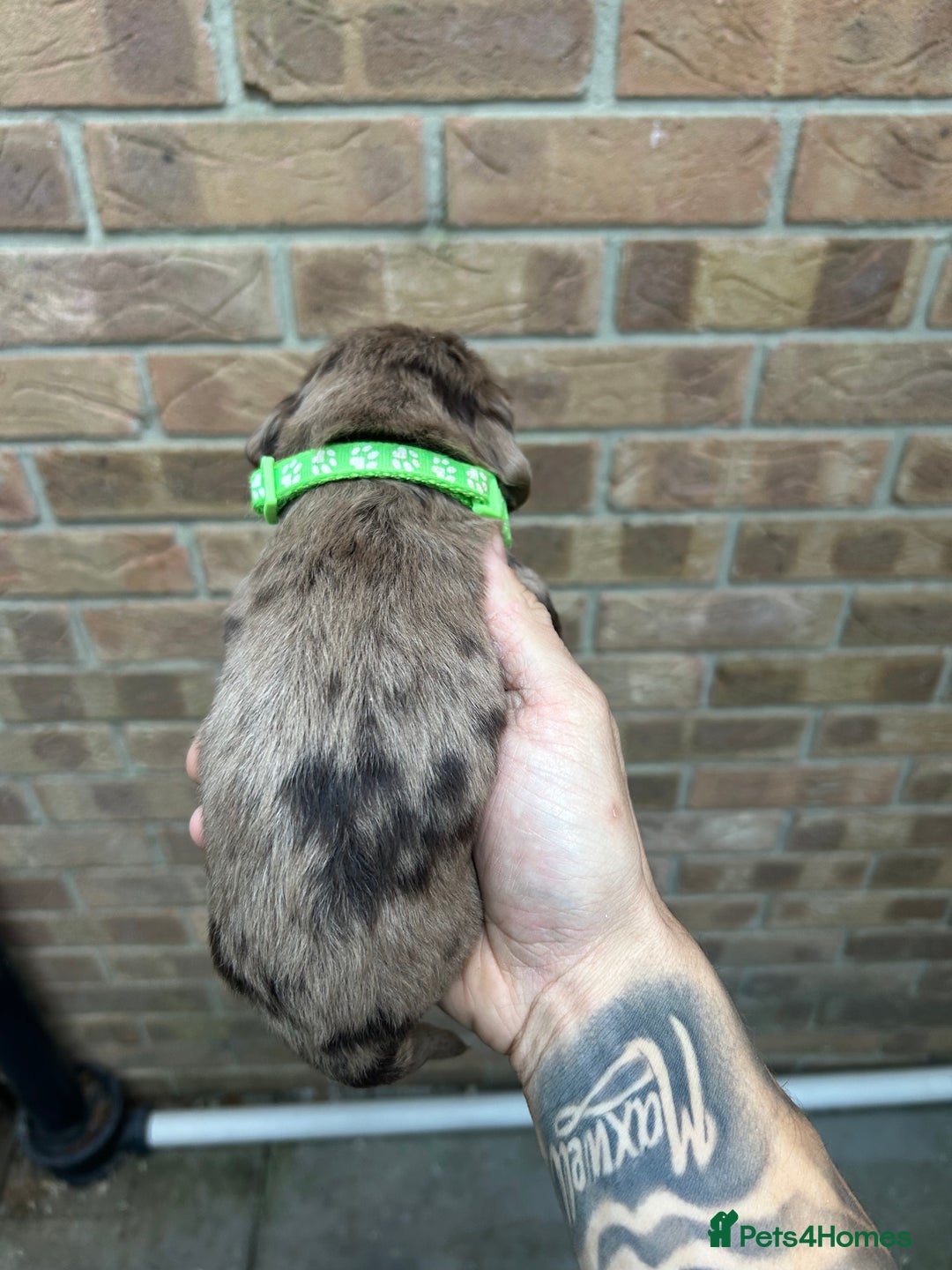 Cocker Spaniel dogs for sale: KC REGISTERED COCKER SPANIELS - Image 5