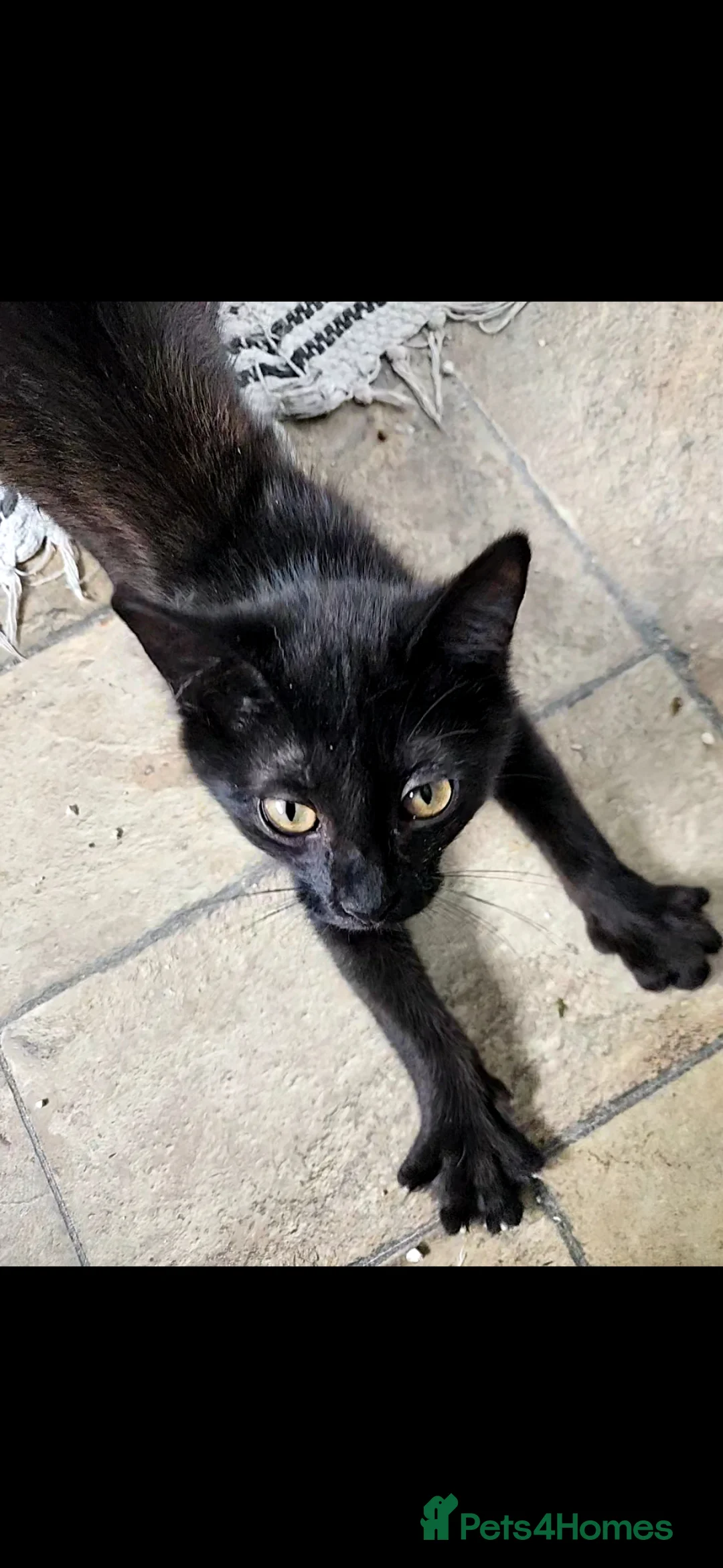 Mixed Breed cats for sale: Kitten looking for forever homes - Advert 2