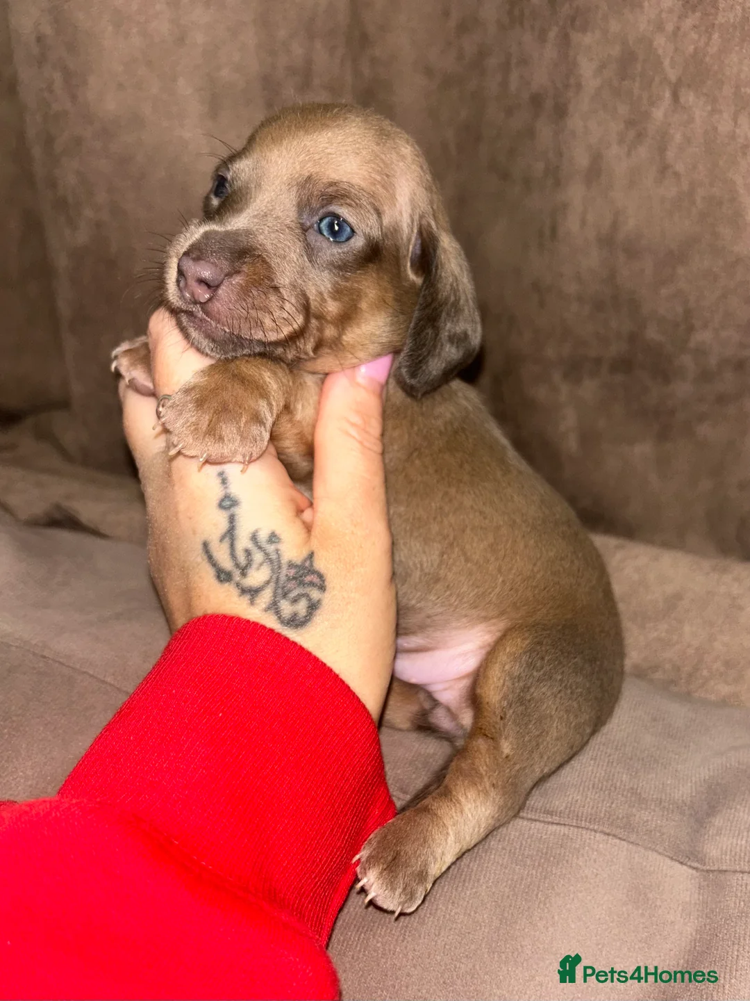 Miniature Dachshund dogs for sale: Tiny Kaninchen dachshunds  - Advert 17