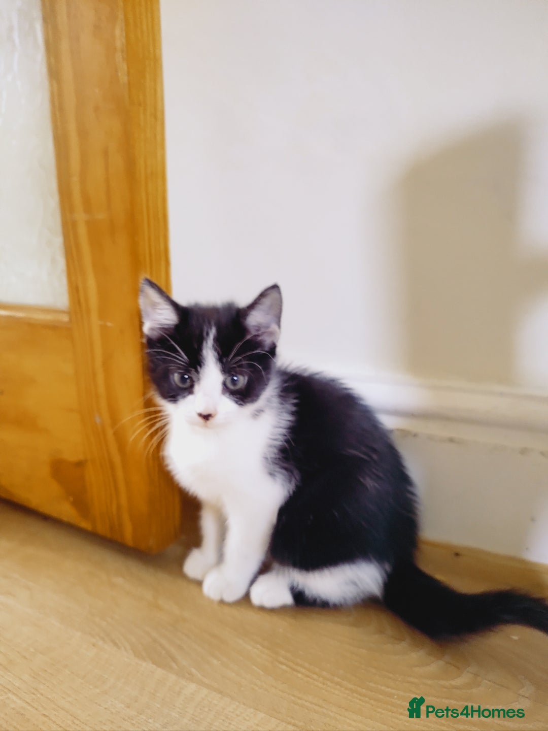 Domestic Shorthair cats for sale: Two female kittens looking for their forever homes - Image 6