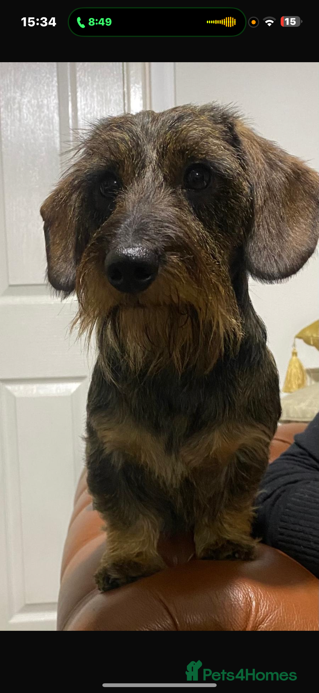 Dachshund dogs for sale: Mininature wirehaired dachshund  - Image 5