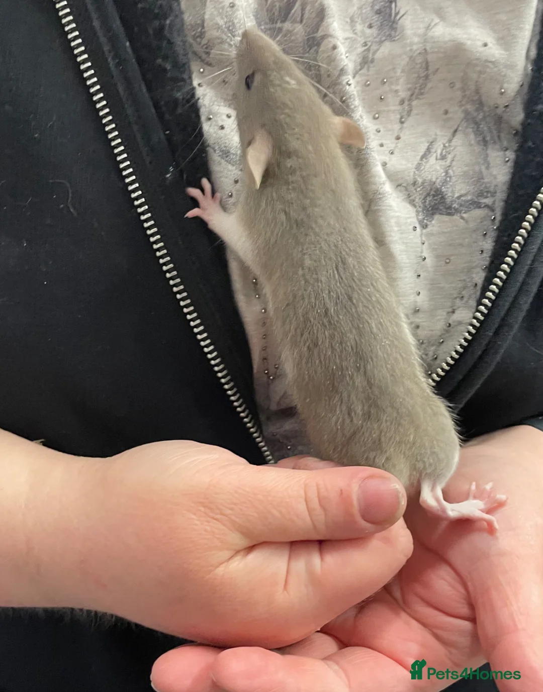 Rat rodents for sale: Baby rats - Advert 18