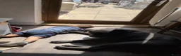 Cane Corso dogs for sale: CANE CORSO.  - Advert 16