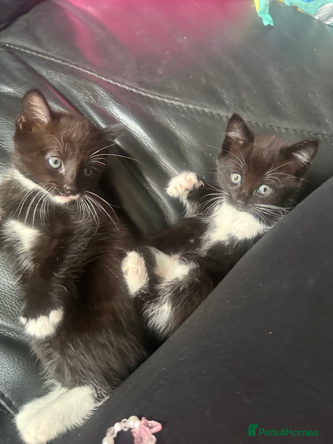 Mixed Breed cats for sale: tuxedo ghost tabby kittens - Image 17