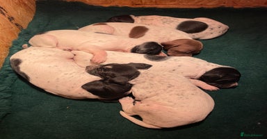 Pointer dogs Pointer Puppies for sale  - Advert 15