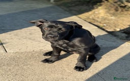 Cane Corso dogs for sale: Cane corso for sale  - Image 8