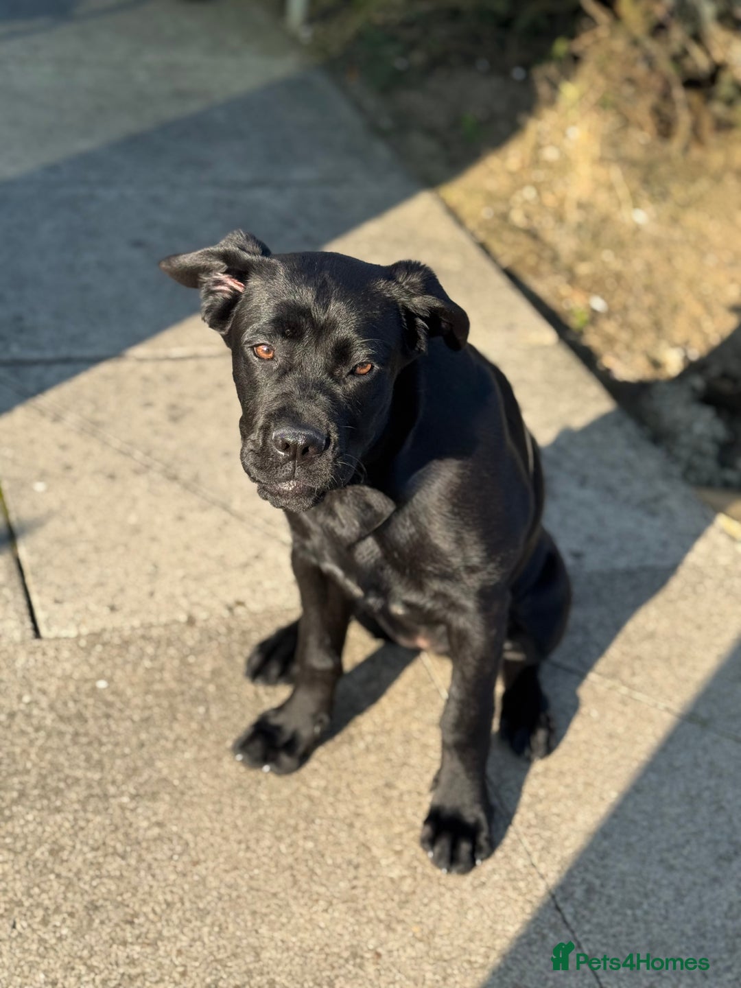Cane Corso dogs for sale: Cane corso for sale  - Image 8