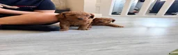 Labradoodle dogs for sale: 🌟 5 star 🌟 F1B labradoodle puppies  - Advert 16