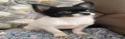 Chihuahua dogs for sale: Gorgeous Kc reg chihuahuas in Blackpool - Advert 19