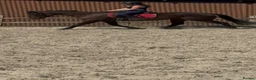 Irish Thoroughbred horses for sale: Super safe teenager dream horse  - Advert 29