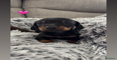 Miniature Dachshund dogs - Advert 3