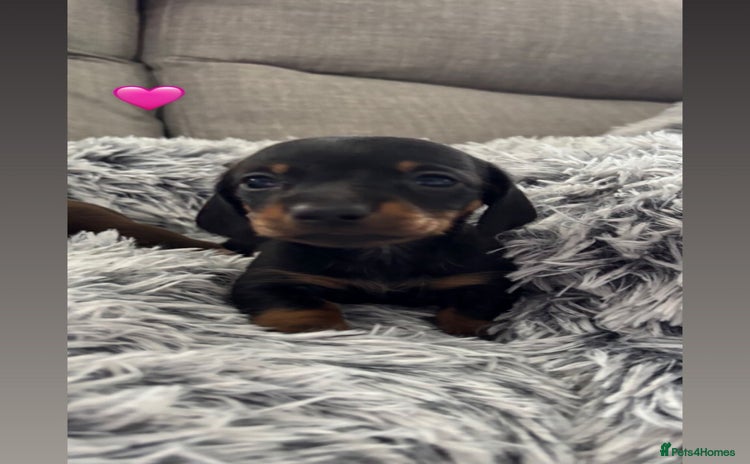 Miniature Dachshund dogs - Advert 15