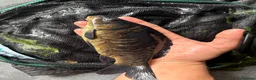 Koi Carp fish for sale: Mirror carp common carp and leather  in Wakefield - Advert 4