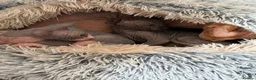 Sphynx cats for sale: 🐾TICA REGISTERED SPHYNX - LOVING HOMES SOUGHT 🐾 - Advert 7