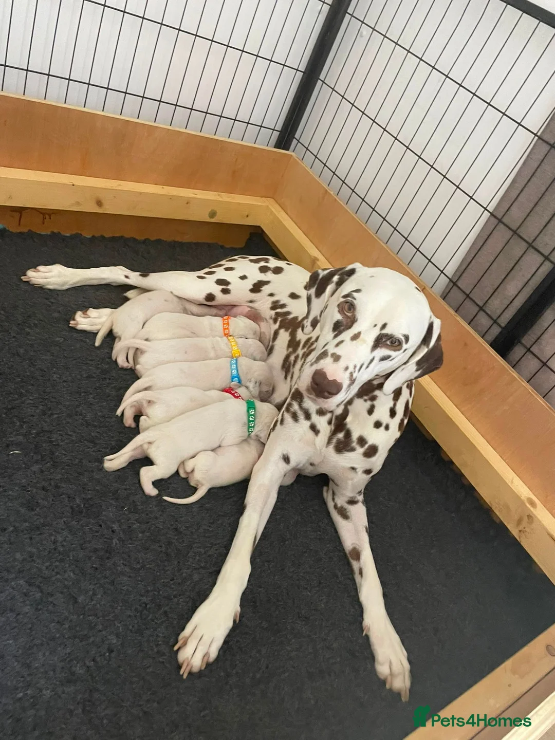 Dalmatian dogs for sale: Exceptional KC Liver Spotted Dalmatian Puppies in Worcester - Advert 1