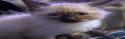 Ragdoll cats for sale: Ragdoll cross kittens 2 beautiful boys  - Advert 3