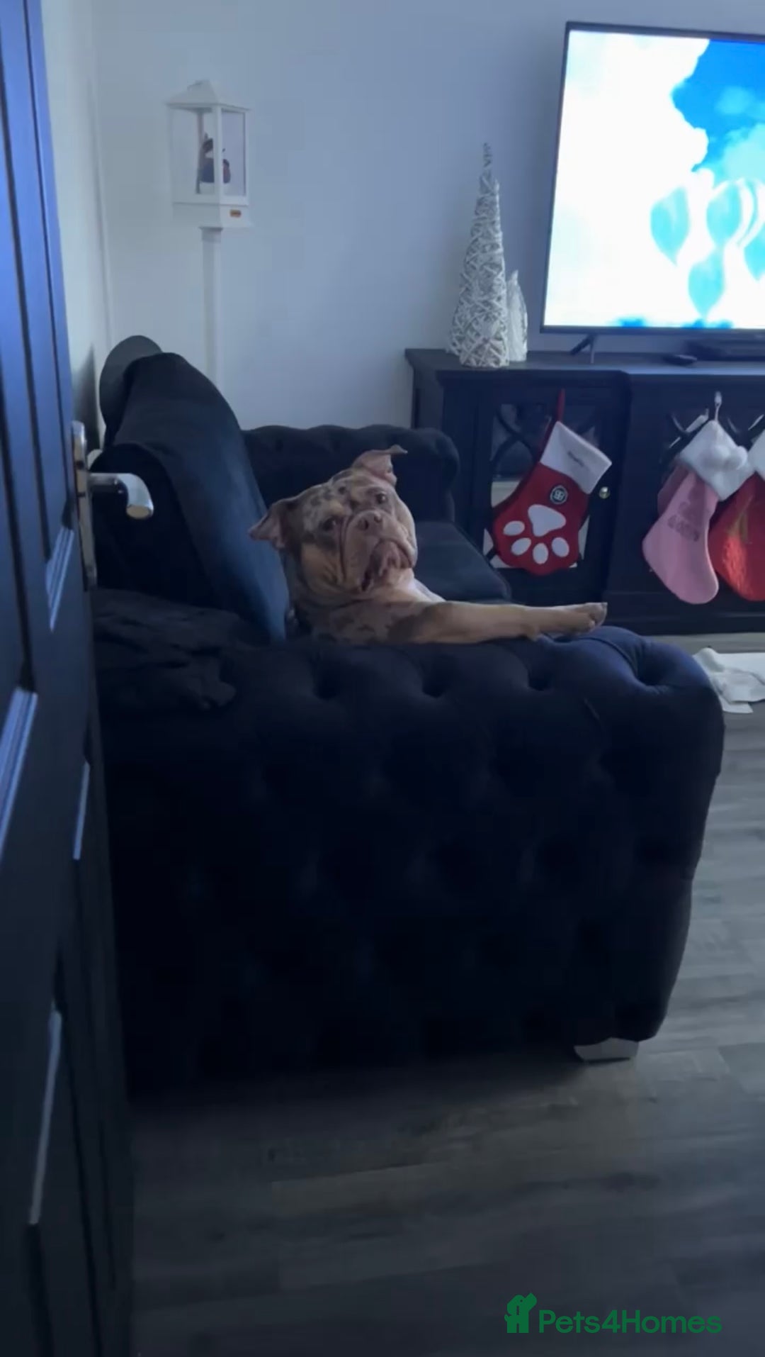 Mixed Breed dogs for sale: 3 year old female pocket bully - Advert 2