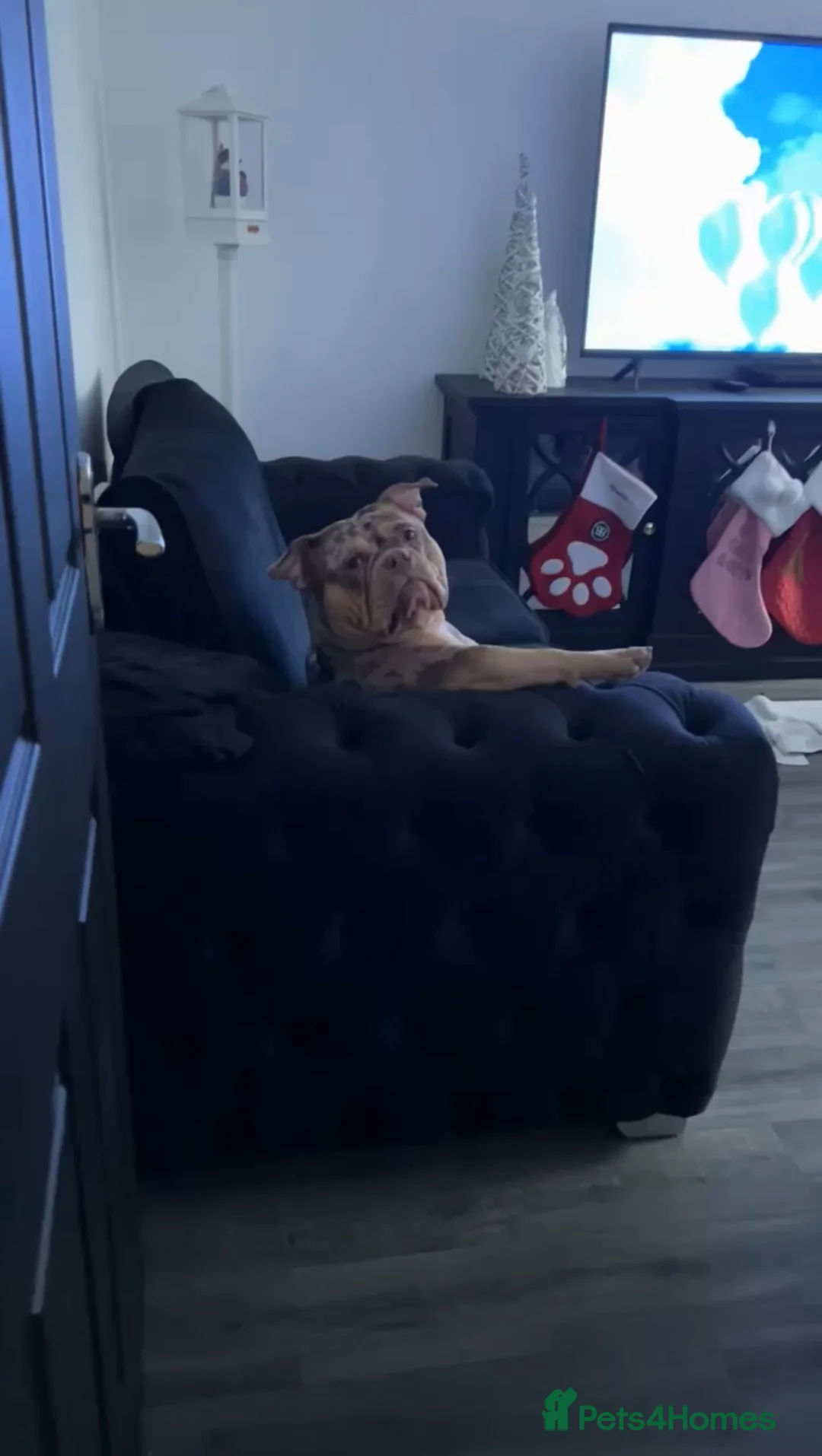 Mixed Breed dogs for sale: 3 year old female pocket bully - Advert 2