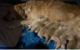Golden Retriever dogs for sale: Rare & wonderful petite golden retrievers - Image 29