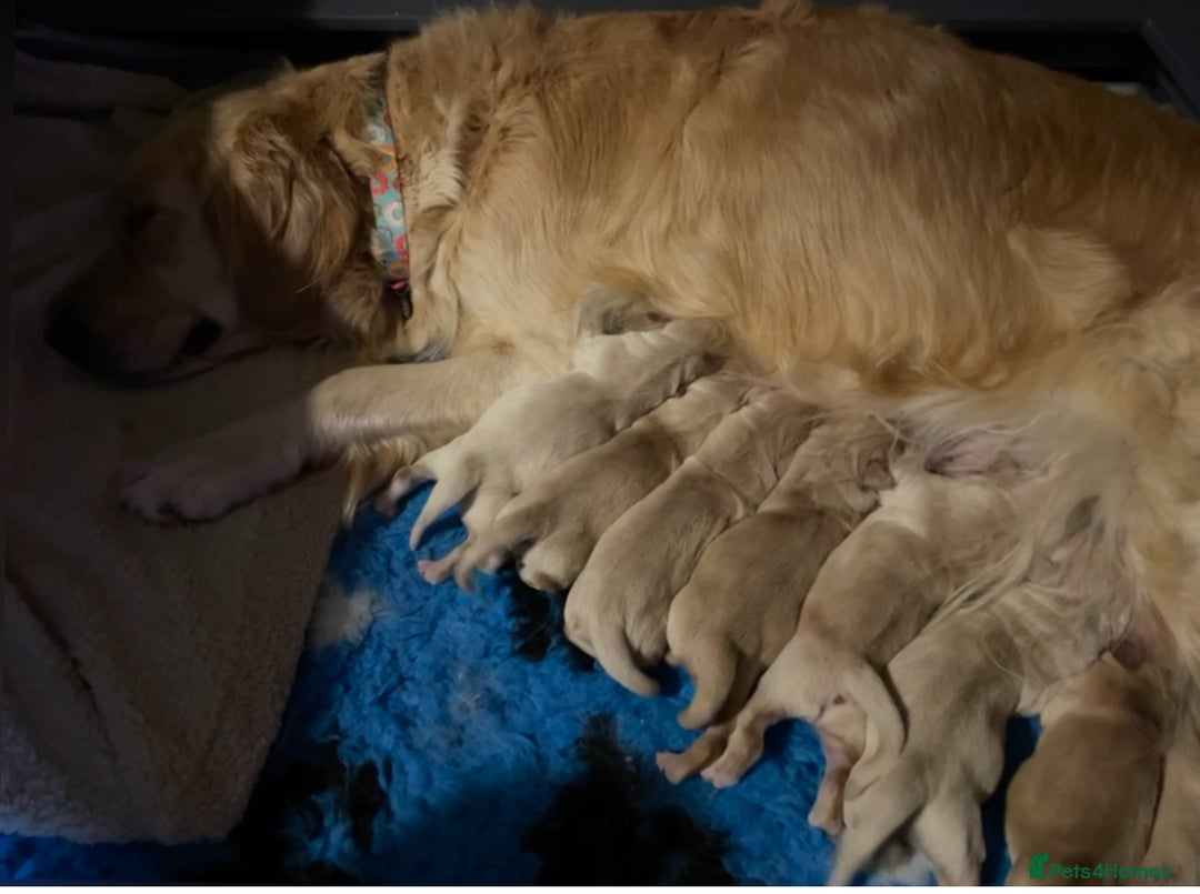 Golden Retriever dogs for sale: Rare & wonderful petite golden retrievers - Image 29