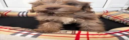 Cockapoo dogs for sale: F1 AMAZING COCKERPOO  - Advert 13
